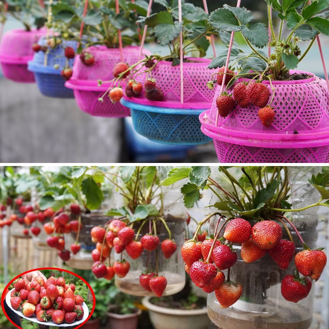 Growing Strawberries On Your Balcony [Video]