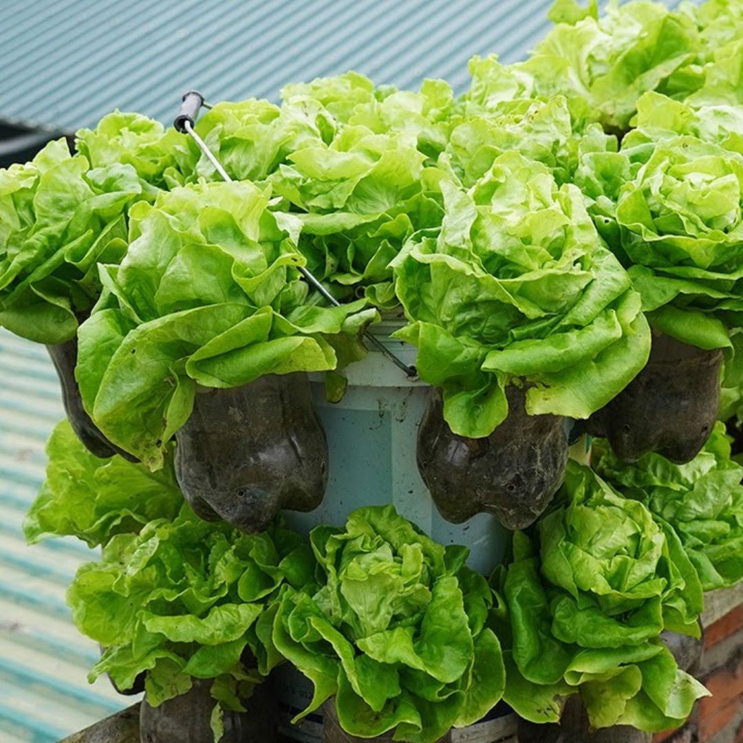 No Need For A Garden To Grow These Delicious Fresh Lettuce [Video]