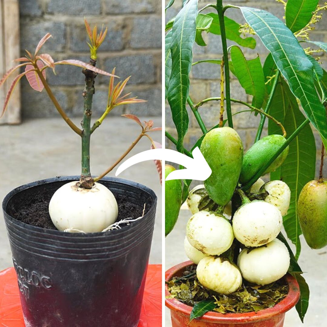 Double Delight – Growing Eggplant and Mango Together![Video]