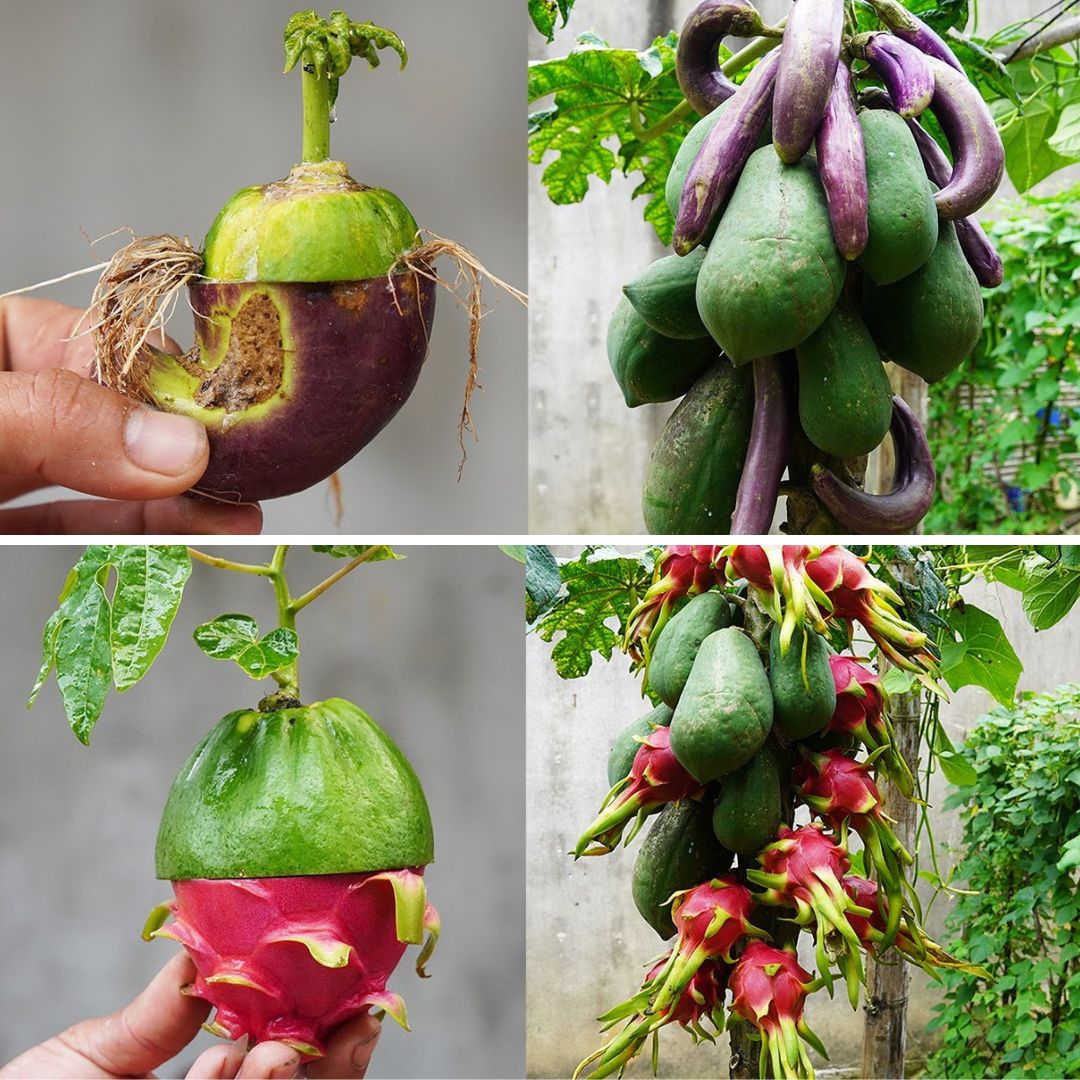 Creative Techniques for Growing Eggplant, Papaya, and Dragon Fruit Together [Video]