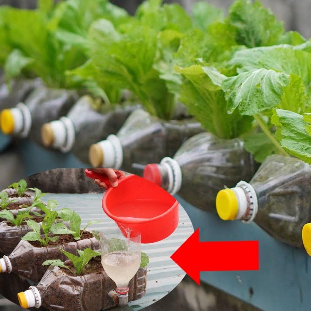 How To Grow Healthy Vegetables At Home To Add At Your Diet [Video]