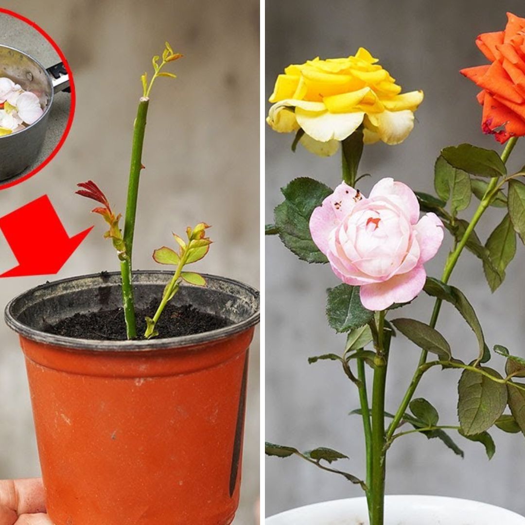 Quick & Easy Guide to Make a Stunning Pot of Colorful Roses![Video]