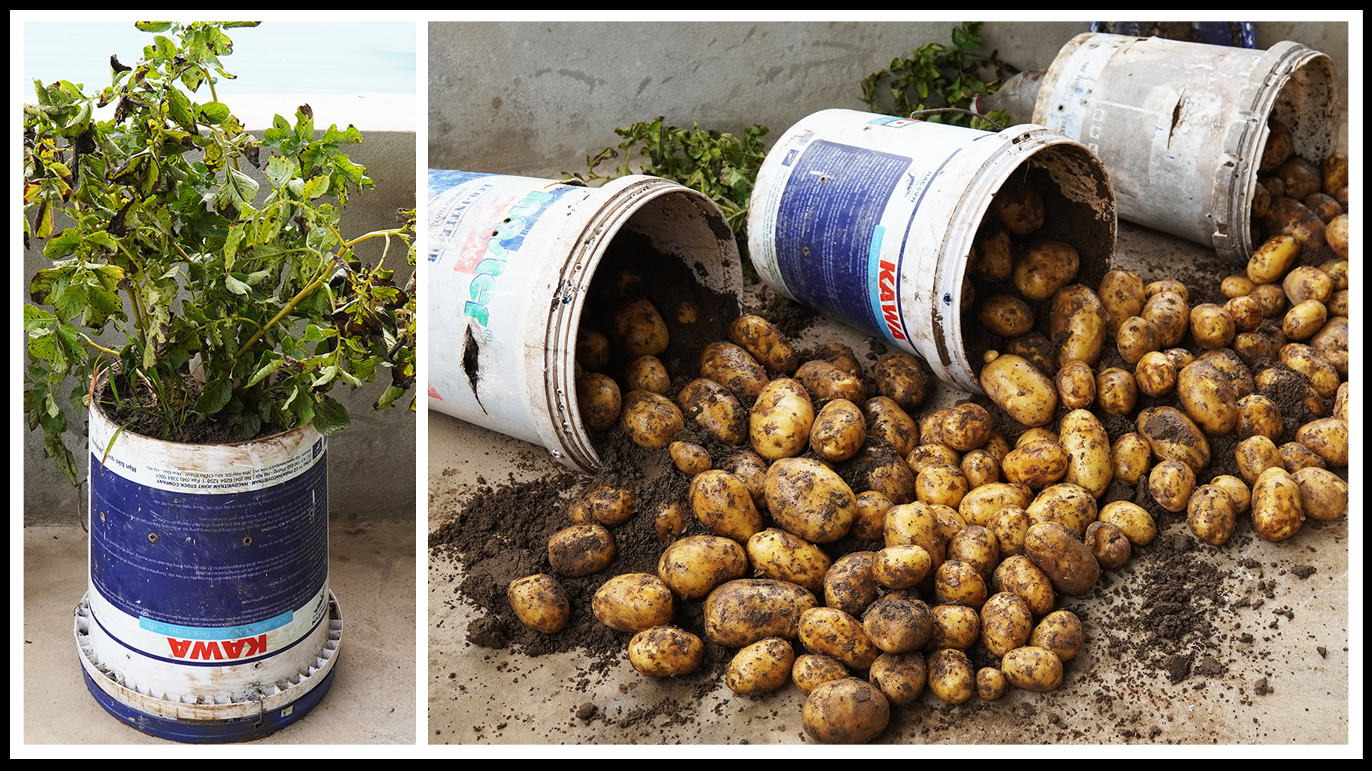 Grow 10 Pounds Of Potatoes In Just 30 Days With Plastic Containers [Video]