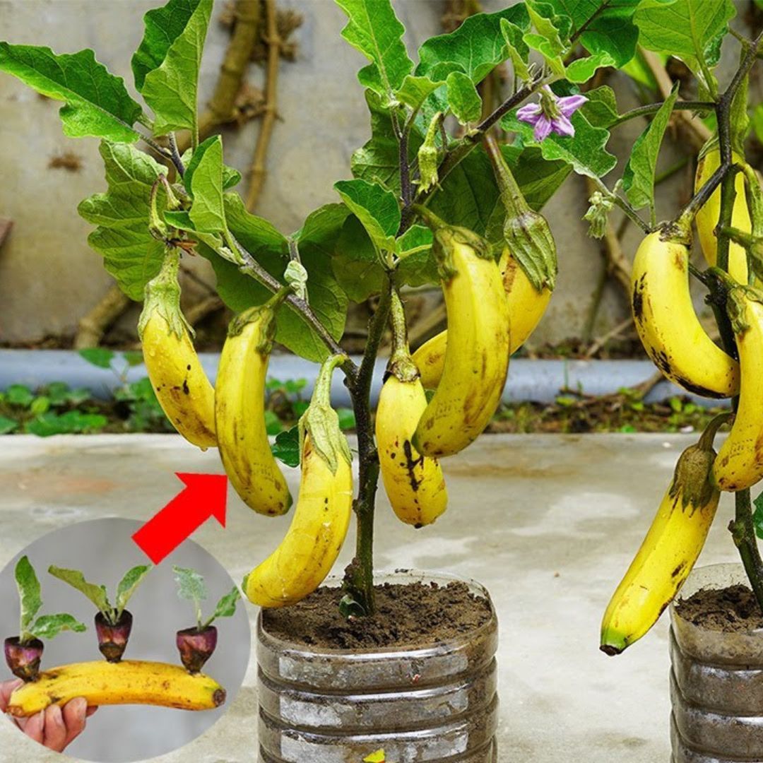 Cultivating Eggplant with Banana for Homegrown Success [Video]