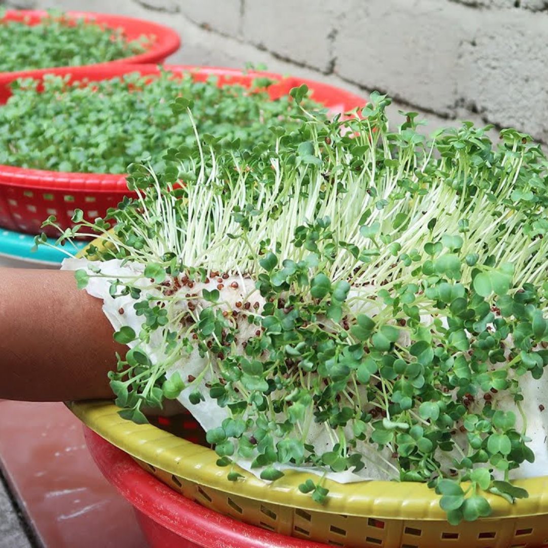 How To Grow Sprouts At Home Without Using Soil [Video]