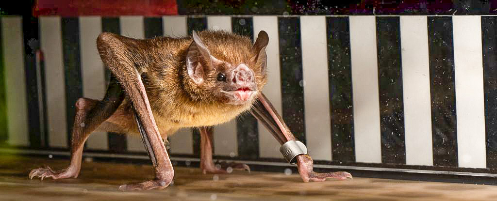 Vampire Bats Run on Little Treadmills to Reveal How They Metabolize Blood : ScienceAlert