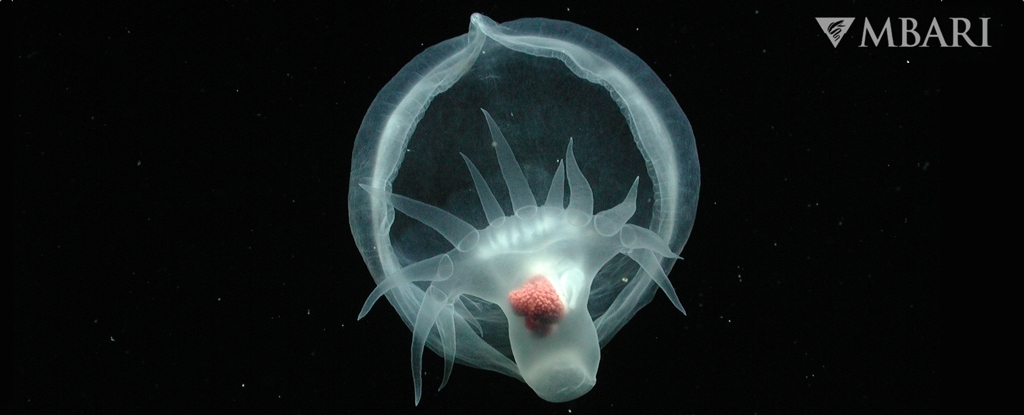 Ghostly Creature Deep in The Ocean Is Like Nothing We’ve Seen Before : ScienceAlert