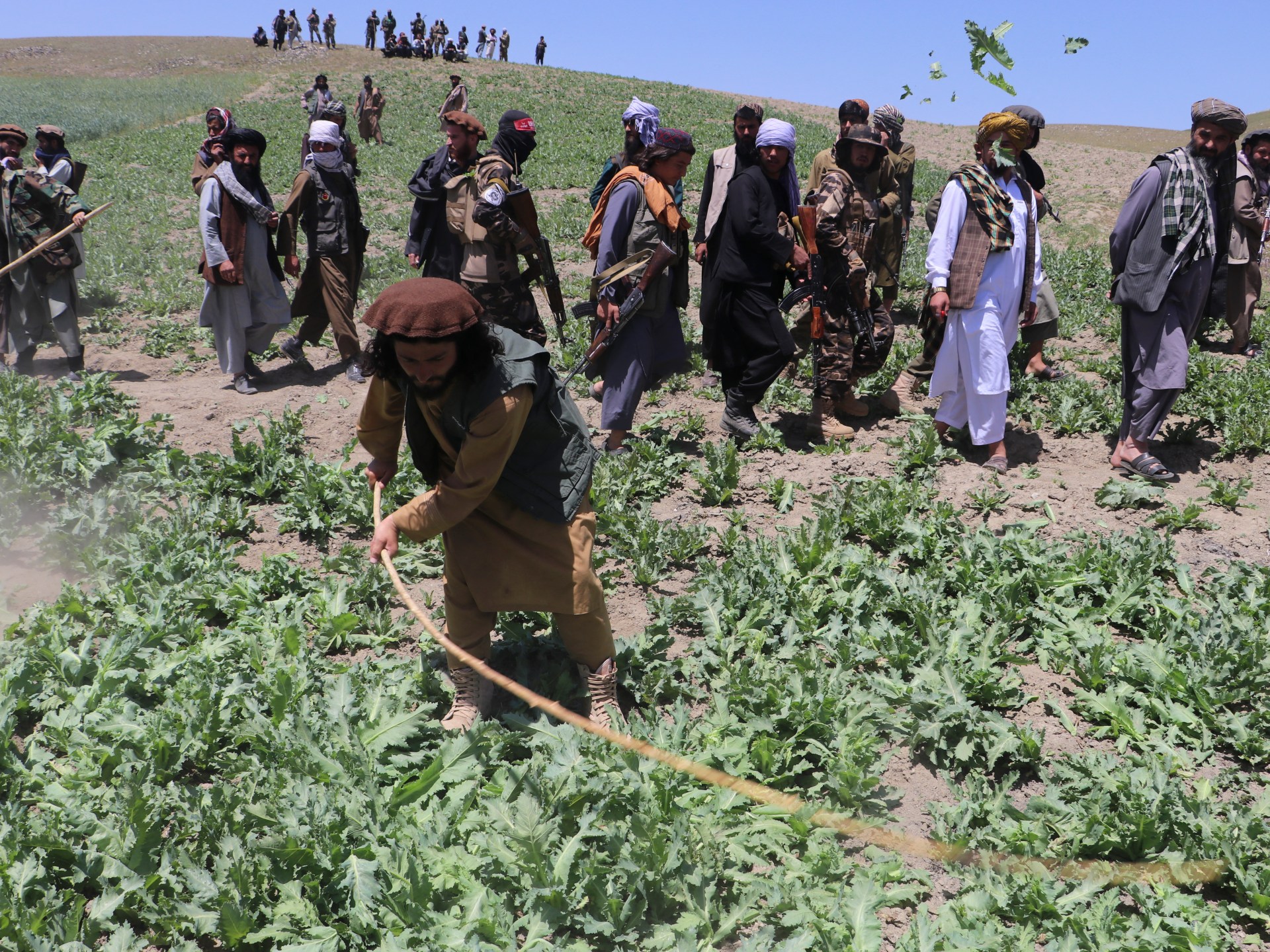 Afghan Opium Cultivation Bouncing Back Amid Taliban Clamp down