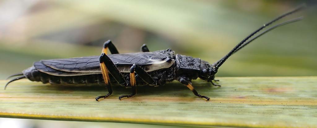 These Insects Changed Their Entire Color Because of Humans : ScienceAlert