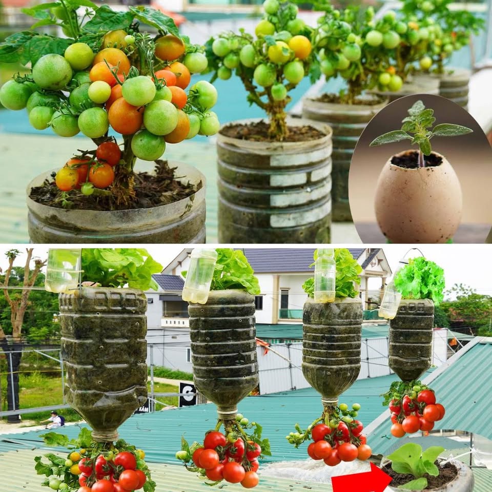 Easy Tomato Growth in Plastic Bottles – No Garden Needed! [Video]