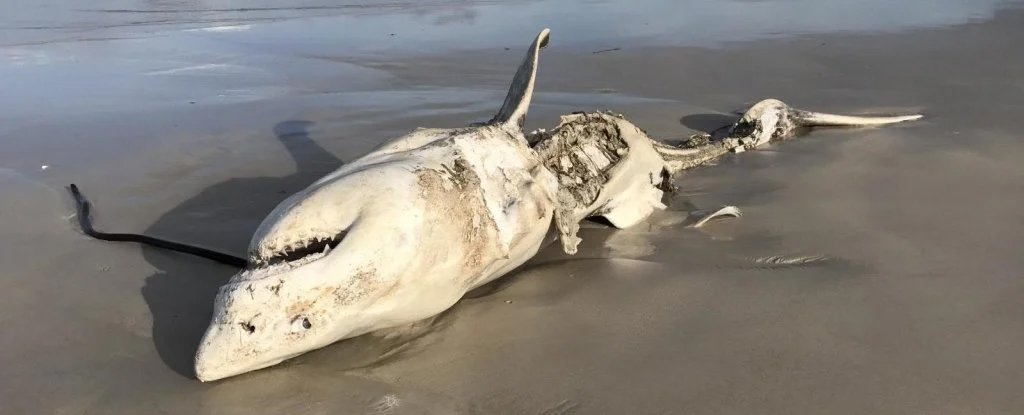 Great White Sharks Scared From Their Habitat by Just 2 Predators : ScienceAlert