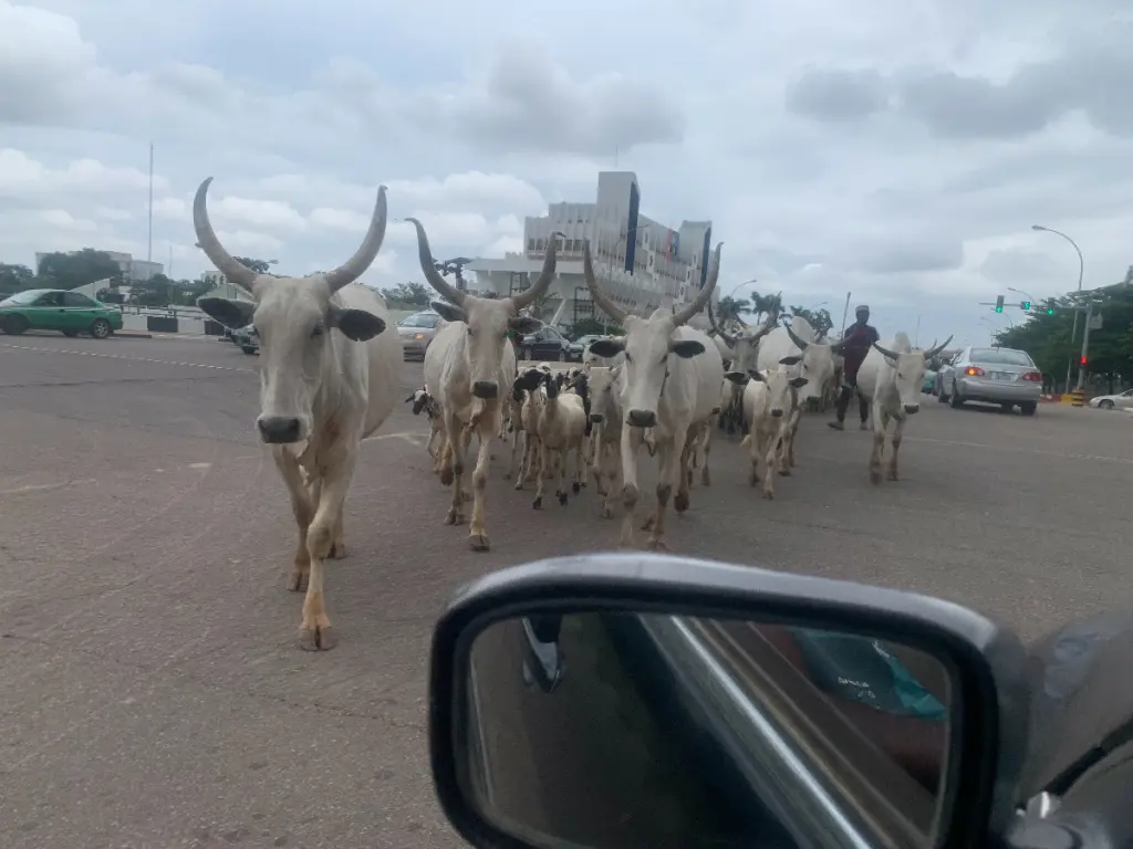 Open Grazing: Months After Wike’s Threat, Cows Roam FCT Roads Freely 