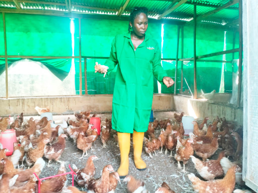 There is money in poultry but… – Female farmer