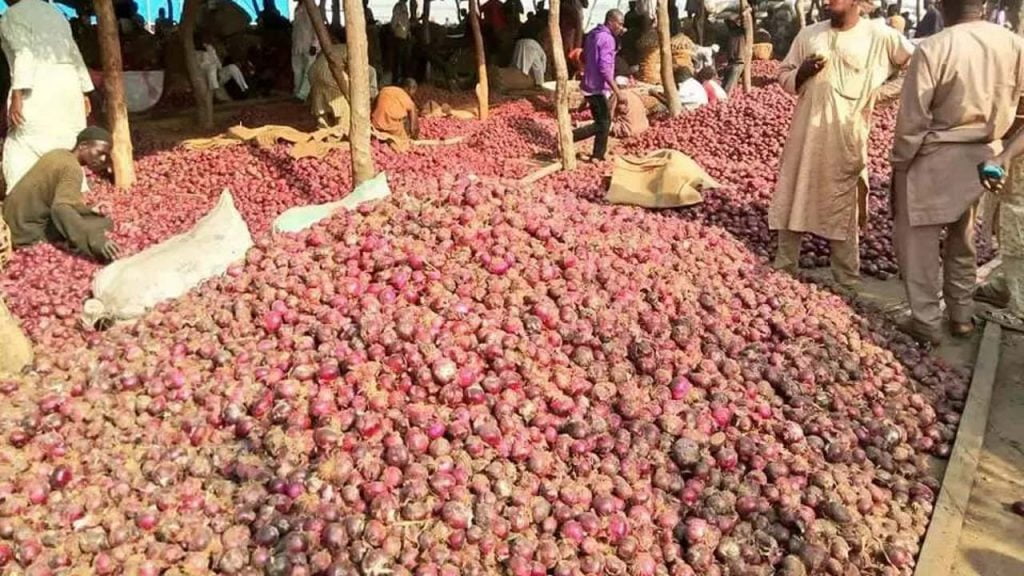 Onion Prices Increase By 200% In Nigerian Markets Ahead Of Yuletide