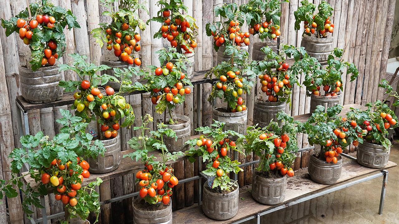 3-Layer Tomato Growing Method, No Garden Needed, Surprising Yield [Video]