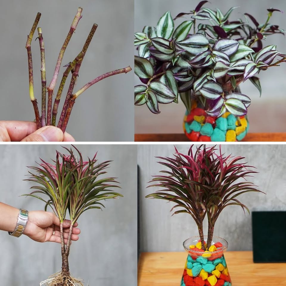 These Planters Keep the Office Air Clean and Cool [Video]