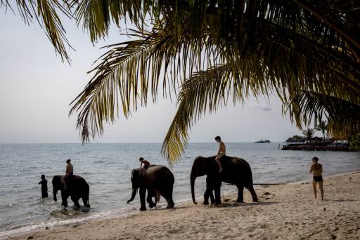 Elephant Kills Spanish Tourist In Thailand