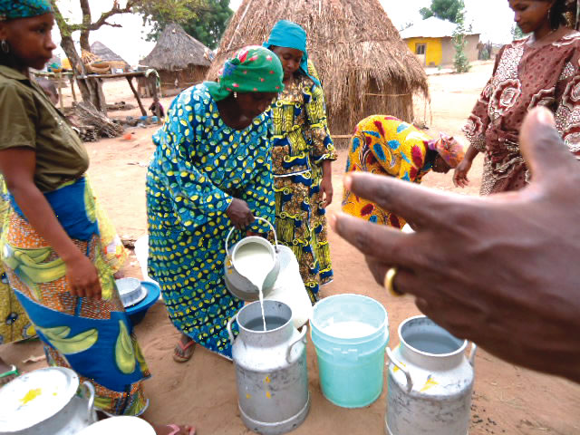 Kano Milk Market Hits N200m Daily Sales 