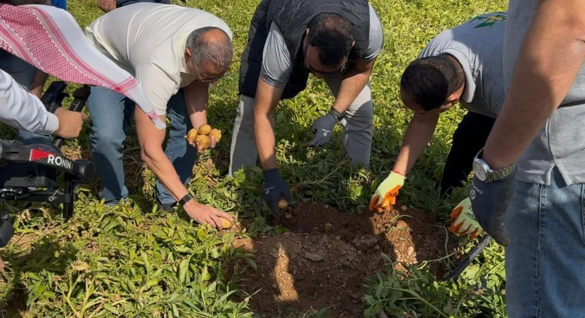 Saudi Arabia Turns Potato Farming Challenge into Export Opportunity