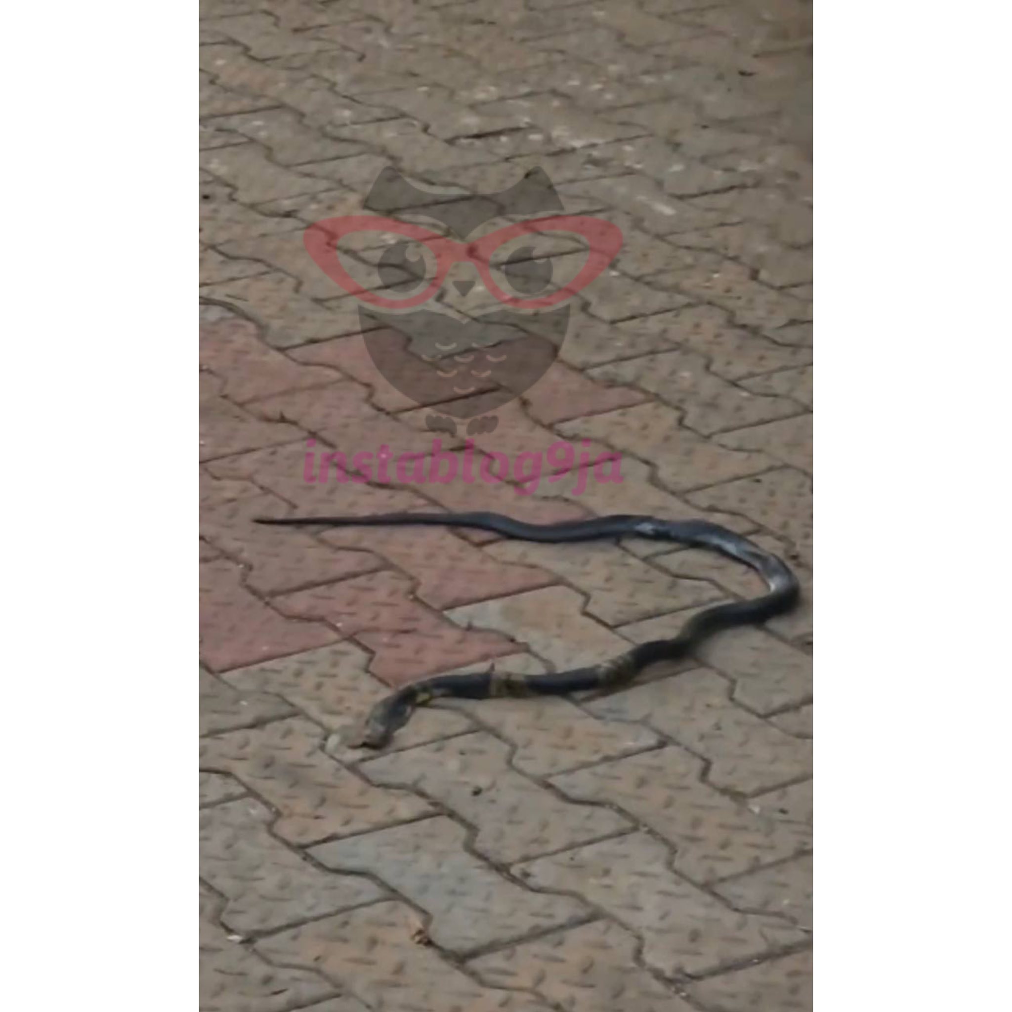 Fast-Rising Nigerian Musician, Nanyah_music, Dies After Snake Bite at Her Home 5 625448066 1350410343794003 79857105359708954 n