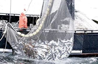 Combating Illegal Foreign Fishing Off Nigerian Coastal Waters – THISDAYLIVE