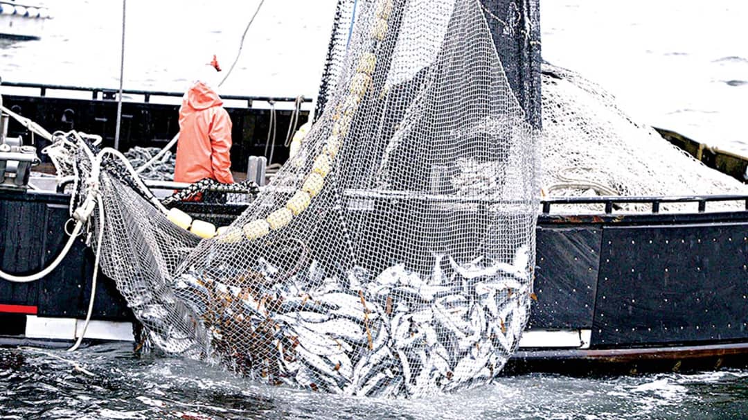Combating Illegal Foreign Fishing Off Nigerian Coastal Waters – THISDAYLIVE