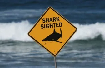 Here’s why shark attacks occur in rivers or estuaries – and six ways to stay safe