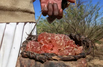 How is gum arabic fuelling the war in Sudan? | Sudan war News