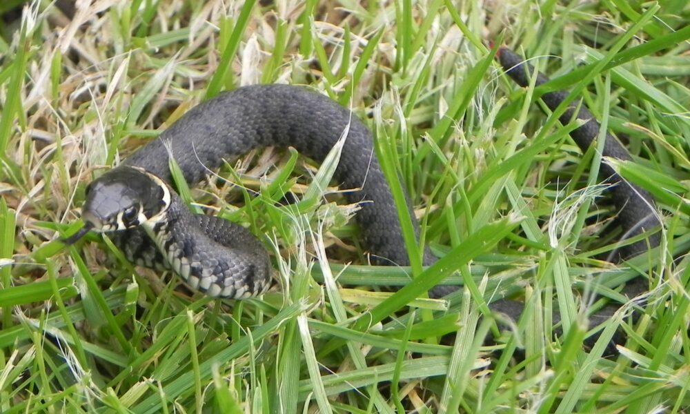 8 practical ways to keep your home safe from snakes
