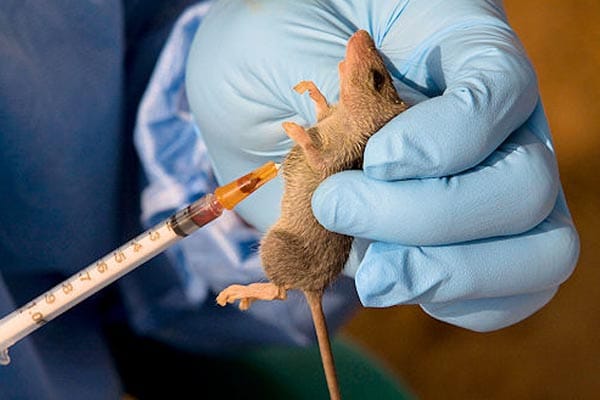 Lassa Fever Kills 10 Health Workers In Benue 1 Daily Trust- Lassa Fever Kills 10 Health Workers in Benue
