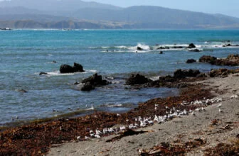 New Zealand Mayor Swims To Allay Sewage Contamination Fears • Channels Television