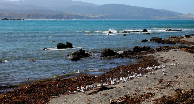 New Zealand Mayor Swims To Allay Sewage Contamination Fears • Channels Television