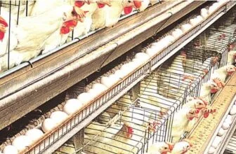 𝐒𝐚𝐮𝐝𝐢 𝐀𝐫𝐚𝐛𝐢𝐚 𝐛𝐚𝐧𝐬 𝐩𝐨𝐮𝐥𝐭𝐫𝐲, 𝐞𝐠𝐠𝐬 𝐟𝐫𝐨𝐦 𝐍𝐢𝐠𝐞𝐫𝐢𝐚, 𝐨𝐭𝐡𝐞𝐫𝐬 𝐨𝐯𝐞𝐫 𝐡𝐞𝐚𝐥𝐭𝐡 𝐜𝐨𝐧𝐜𝐞𝐫𝐧𝐬