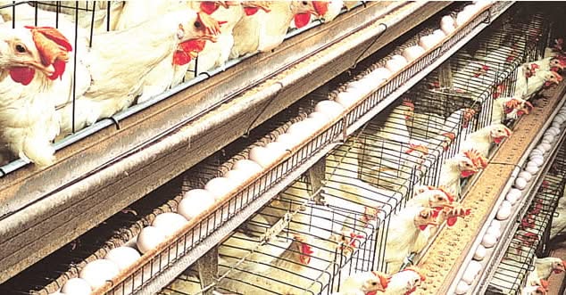 𝐒𝐚𝐮𝐝𝐢 𝐀𝐫𝐚𝐛𝐢𝐚 𝐛𝐚𝐧𝐬 𝐩𝐨𝐮𝐥𝐭𝐫𝐲, 𝐞𝐠𝐠𝐬 𝐟𝐫𝐨𝐦 𝐍𝐢𝐠𝐞𝐫𝐢𝐚, 𝐨𝐭𝐡𝐞𝐫𝐬 𝐨𝐯𝐞𝐫 𝐡𝐞𝐚𝐥𝐭𝐡 𝐜𝐨𝐧𝐜𝐞𝐫𝐧𝐬