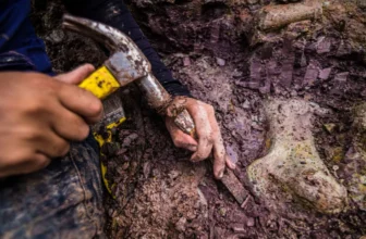 Dinosaur Fossils in Brazil Reveal New Giant Species