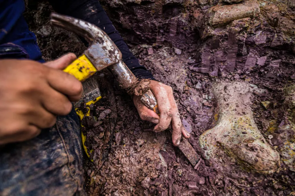 Dinosaur Fossils in Brazil Reveal New Giant Species