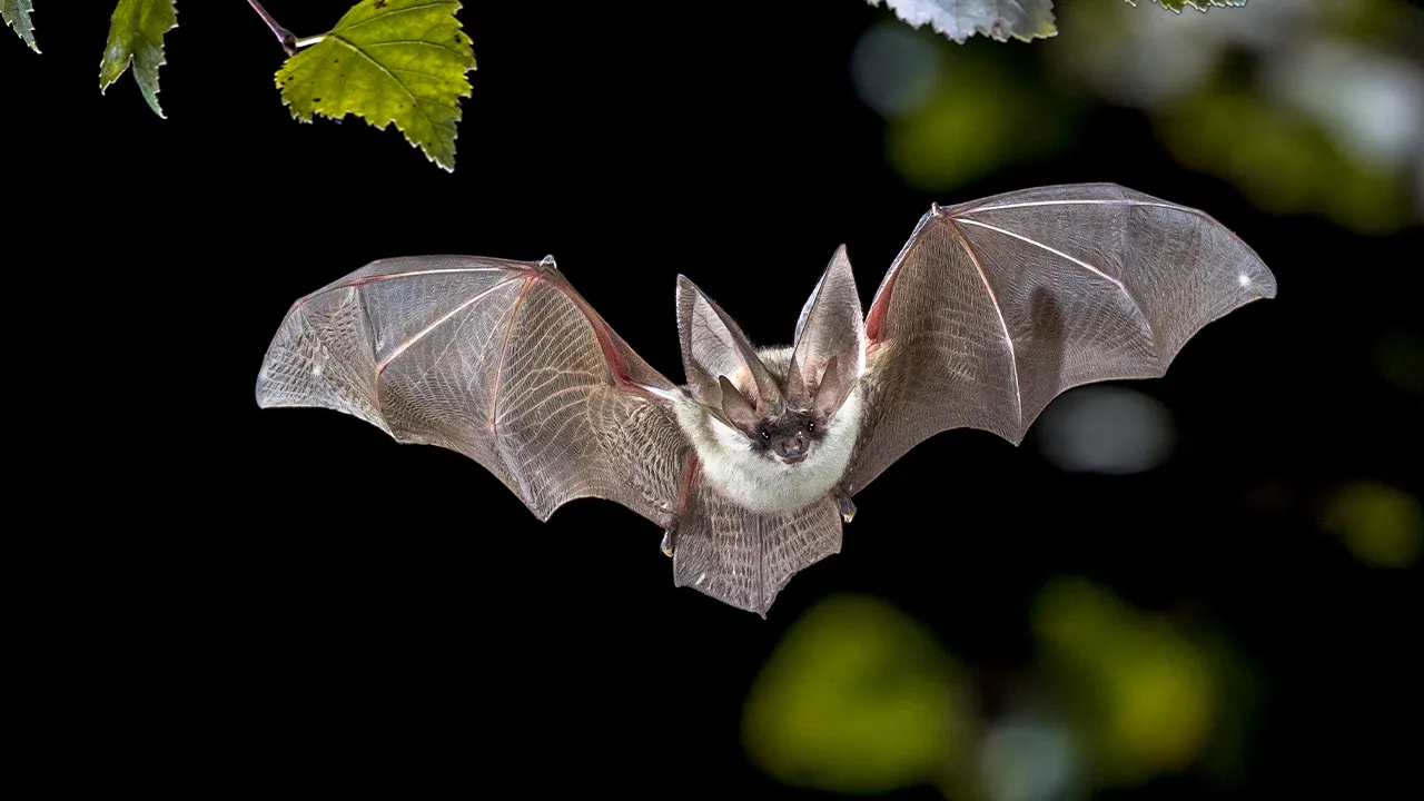 Rabid bat found near Fremont, California neighborhood sparks warning