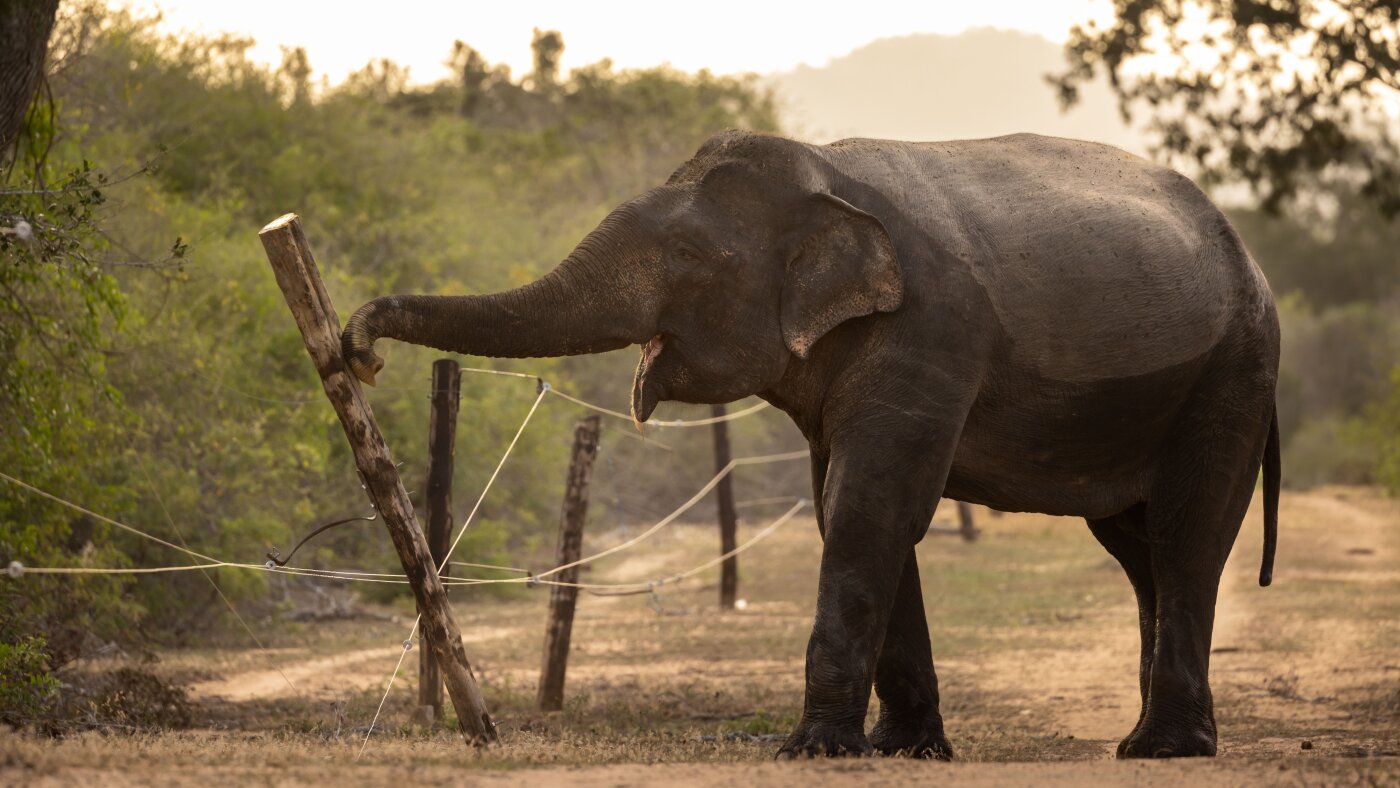 This war between elephants and farmers is only getting worse : NPR 7 This war between elephants and farmers is only getting worse : NPR