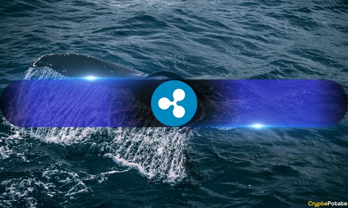 Why Ripple (XRP) Accumulation Continued Despite Market Fear and Liquidations