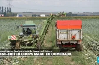 EU welcomes back gene-edited crops, worrying small-scale farmers