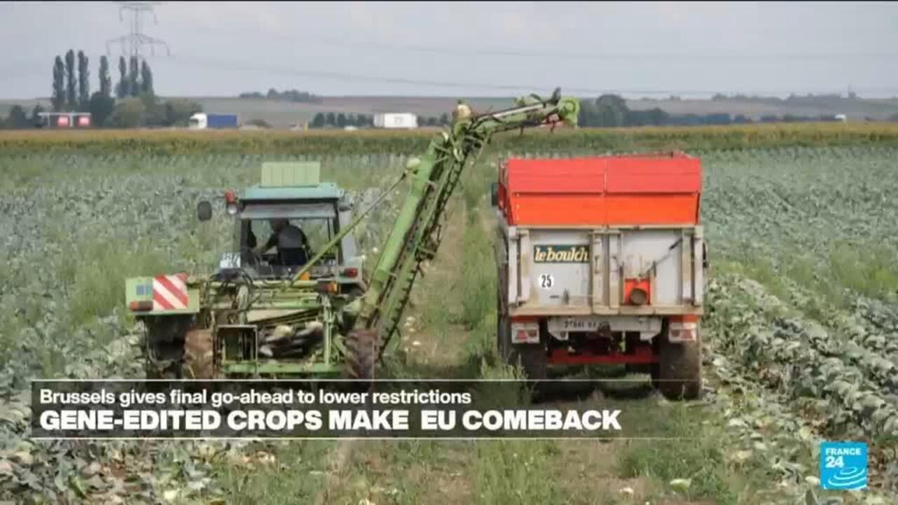 EU welcomes back gene-edited crops, worrying small-scale farmers 1 EU welcomes back gene-edited crops, worrying small-scale farmers