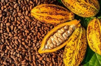 Mining firm advances Cocoa rehabilitation programme, launches plantain rehabilitation to strengthen livelihoods in host communities