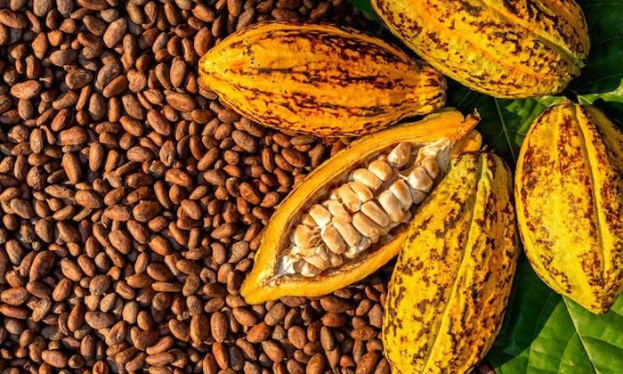 Mining firm advances Cocoa rehabilitation programme, launches plantain rehabilitation to strengthen livelihoods in host communities 3 Mining firm advances Cocoa rehabilitation programme, launches plantain rehabilitation to strengthen livelihoods in host communities