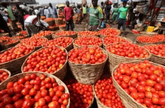 FCT residents decry rising cost of tomatoes