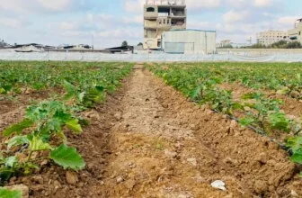 Small-scale projects offer hope for Gaza farmers rebuilding lives | Agriculture News