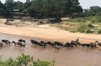 The battle for the Maasai Mara: Can Kenya’s most iconic ecosystem be saved? | Wildlife