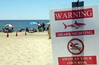 Swimmer suffers apparent shark bite at Martha’s Vineyard beach