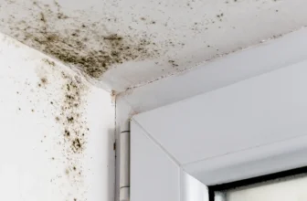 Mould: The Health Risk Growing on Your Wall – Daily Trust