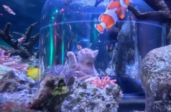 Orphaned Kittens Meet Sharks and Stingrays on an Aquarium Field Trip at Mall of America
