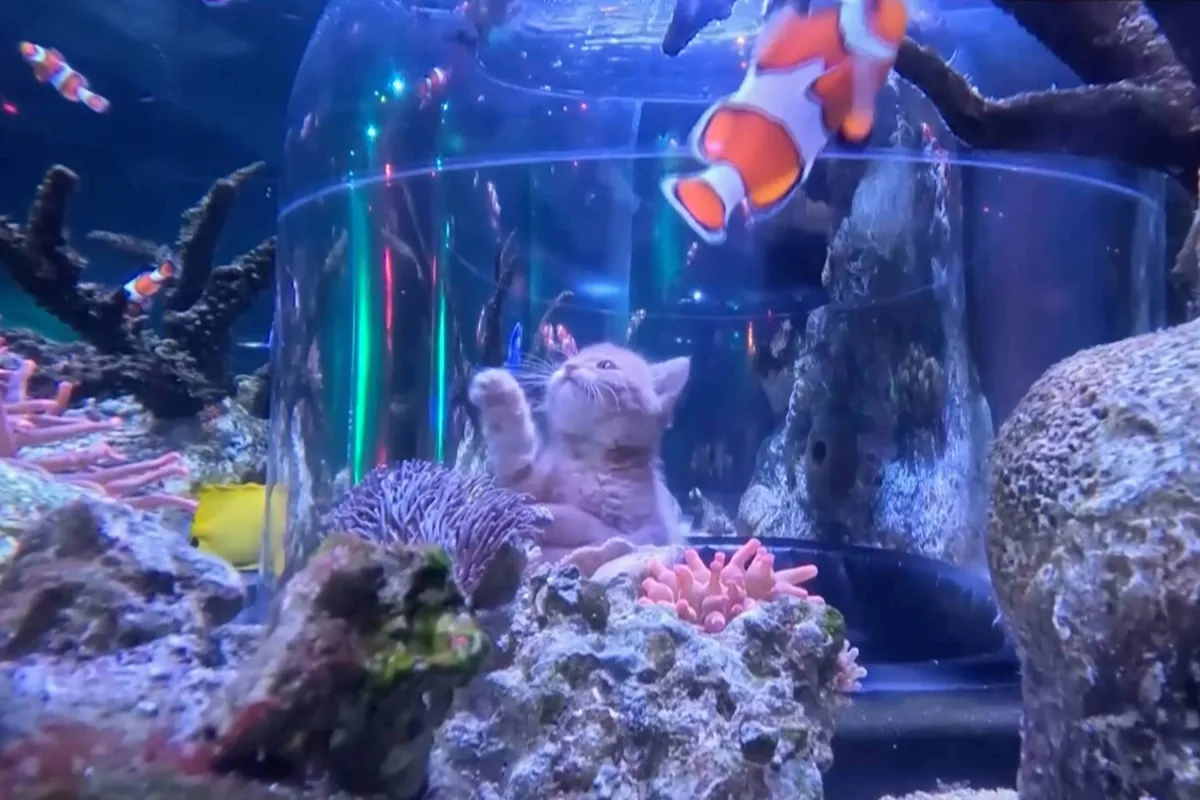 Orphaned Kittens Meet Sharks and Stingrays on an Aquarium Field Trip at Mall of America 1 Orphaned Kittens Meet Sharks and Stingrays on an Aquarium Field Trip at Mall of America